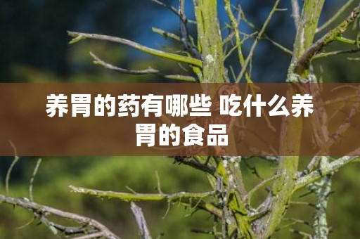 养胃的药有哪些 吃什么养胃的食品