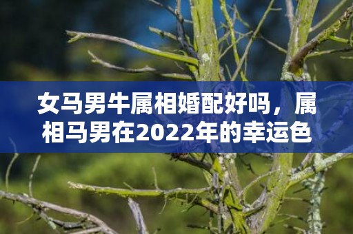 女马男牛属相婚配好吗，属相马男在2022年的幸运色