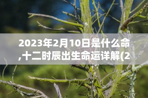 2023年2月10日是什么命,十二时辰出生命运详解(2023年2月10日农历是多少)