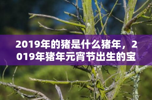 2019年的猪是什么猪年，2019年猪年元宵节出生的宝宝乳名起名大全