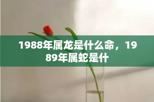 1988年属龙是什么命，1989年属蛇是什