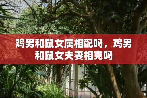 鸡男和鼠女属相配吗，鸡男和鼠女夫妻相克吗