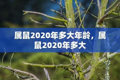 属鼠2020年多大年龄，属鼠2020年多大