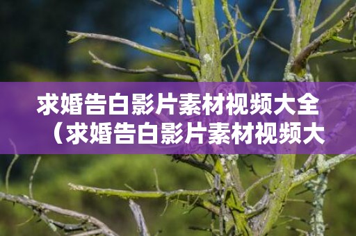 求婚告白影片素材视频大全（求婚告白影片素材视频大全免费）