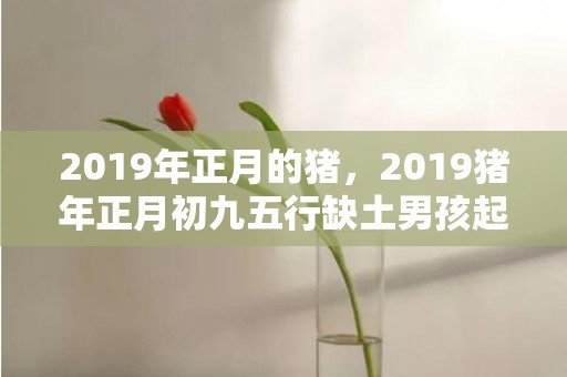 2019年正月的猪，2019猪年正月初九五行缺土男孩起名，男宝宝缺土五行起名