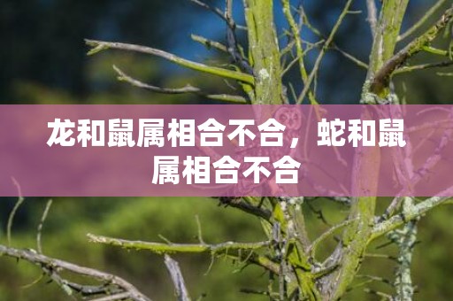 龙和鼠属相合不合，蛇和鼠属相合不合