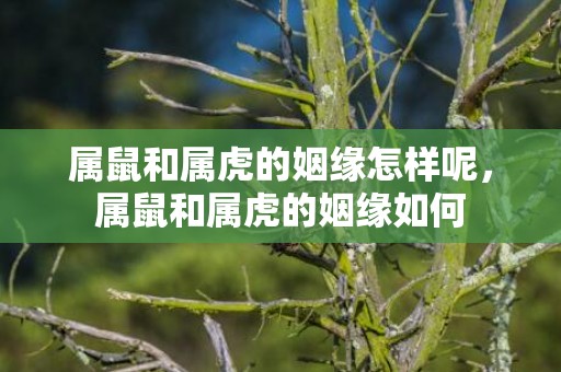 属鼠和属虎的姻缘怎样呢，属鼠和属虎的姻缘如何