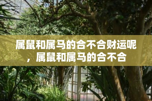 属鼠和属马的合不合财运呢，属鼠和属马的合不合