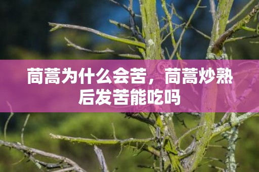 茼蒿为什么会苦，茼蒿炒熟后发苦能吃吗