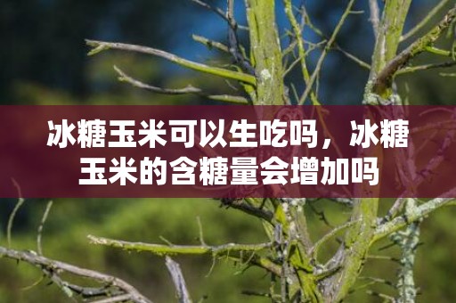 冰糖玉米可以生吃吗，冰糖玉米的含糖量会增加吗