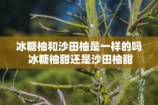 冰糖柚和沙田柚是一样的吗 冰糖柚甜还是沙田柚甜