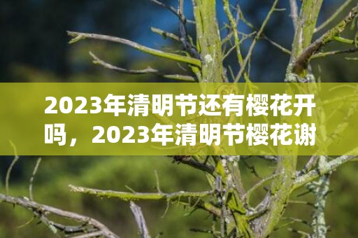 2023年清明节还有樱花开吗，2023年清明节樱花谢了吗