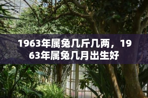 1963年属兔几斤几两，1963年属兔几月出生好