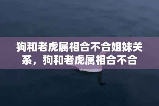 狗和老虎属相合不合姐妹关系，狗和老虎属相合不合