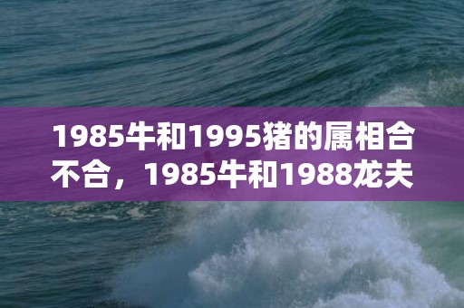 1985牛和1995猪的属相合不合，1985牛和1988龙夫妻感情咋样