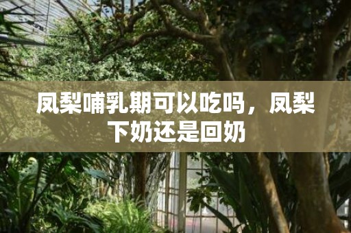 凤梨哺乳期可以吃吗，凤梨下奶还是回奶