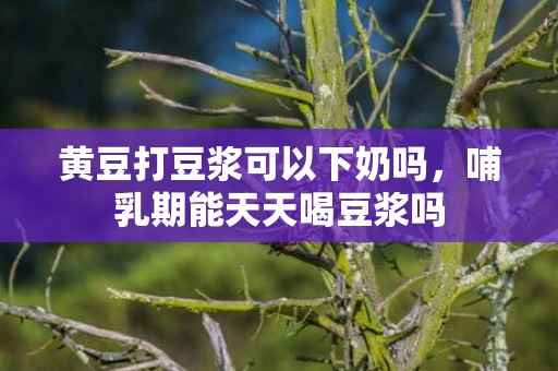 黄豆打豆浆可以下奶吗，哺乳期能天天喝豆浆吗