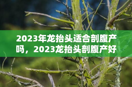 2023年龙抬头适合剖腹产吗，2023龙抬头剖腹产好不好