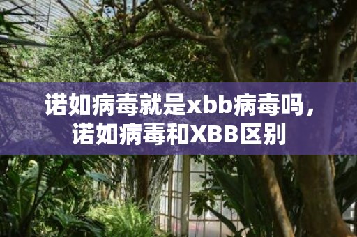 诺如病毒就是xbb病毒吗，诺如病毒和XBB区别