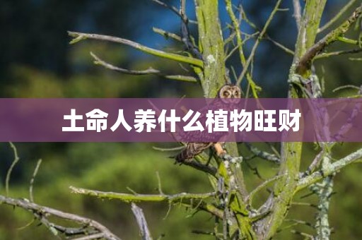 土命人养什么植物旺财