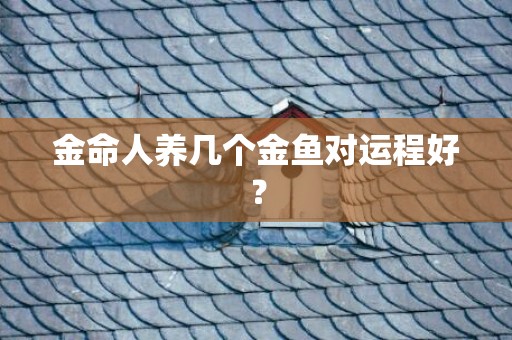 金命人养几个金鱼对运程好？