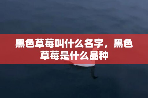 黑色草莓叫什么名字，黑色草莓是什么品种