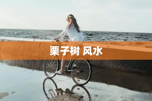 栗子树 风水