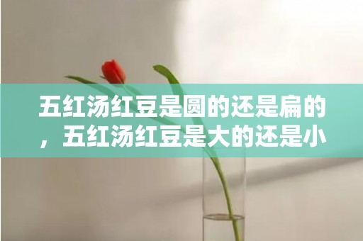 五红汤红豆是圆的还是扁的，五红汤红豆是大的还是小的