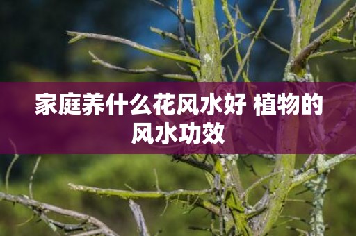 家庭养什么花风水好 植物的风水功效