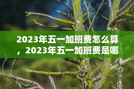 2023年五一加班费怎么算，2023年五一加班费是哪几天计算