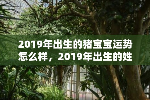 2019年出生的猪宝宝运势怎么样，2019年出生的姓向男孩如何起名，宜用什么字