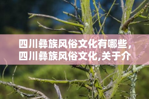 四川彝族风俗文化有哪些，四川彝族风俗文化,关于介绍彝族的习俗与环境的小文章，550以内。