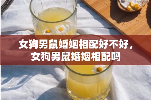 女狗男鼠婚姻相配好不好，女狗男鼠婚姻相配吗