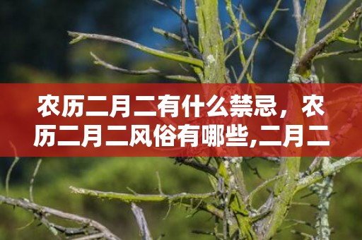 农历二月二有什么禁忌，农历二月二风俗有哪些,二月二龙抬头有哪些风俗？