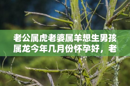 老公属虎老婆属羊想生男孩属龙今年几月份怀孕好，老公属虎老婆属羊好吗