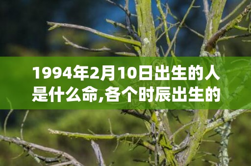 1994年2月10日出生的人是什么命,各个时辰出生的人的命运(1994年2月1日)