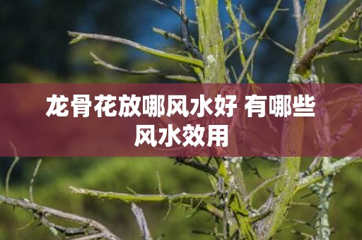 龙骨花放哪风水好 有哪些风水效用