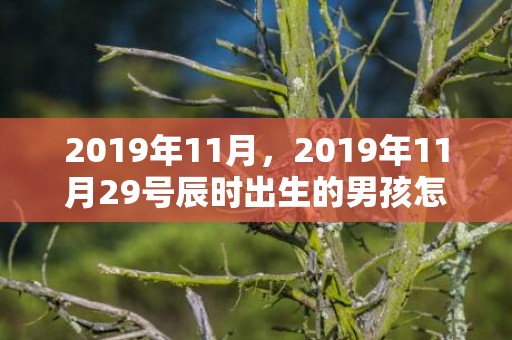 2019年11月，2019年11月29号辰时出生的男孩怎么起名字