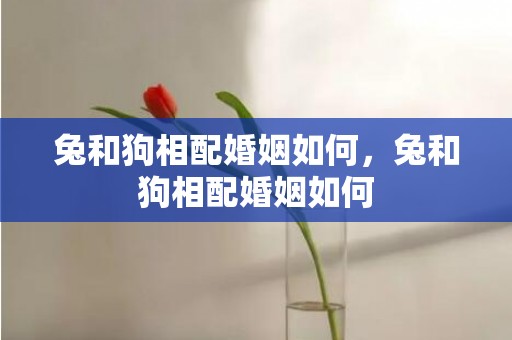 兔和狗相配婚姻如何，兔和狗相配婚姻如何