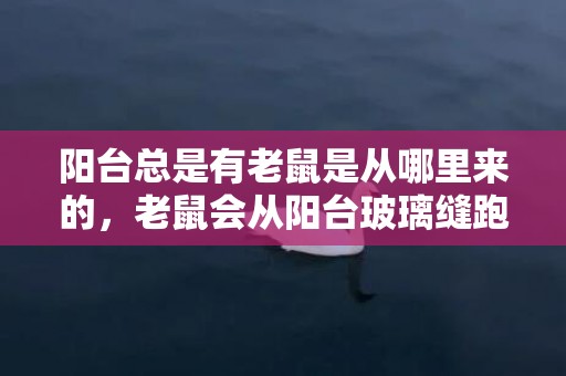 阳台总是有老鼠是从哪里来的，老鼠会从阳台玻璃缝跑出来吗