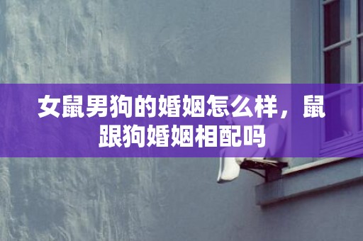 女鼠男狗的婚姻怎么样，鼠跟狗婚姻相配吗