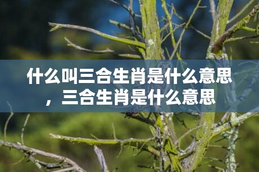 什么叫三合生肖是什么意思，三合生肖是什么意思