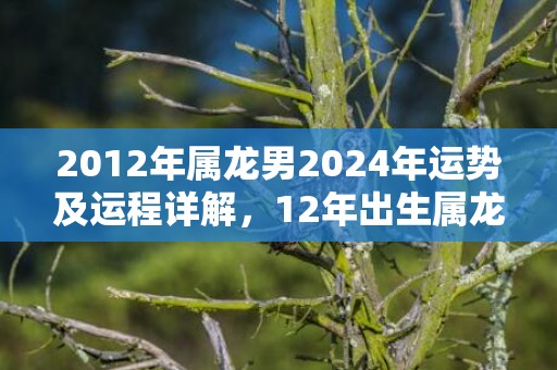 2012年属龙男2024年运势及运程详解，12年出生属龙人2024全年每月运势男性，2012年属龙男2024年运势及运程详解，12年出生属龙人2024全年每月运势男性