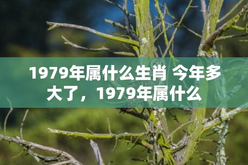 1979年属什么生肖 今年多大了，1979年属什么