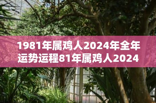 1981年属鸡人2024年全年运势运程81年属鸡人2024年每月运势详解，1981年属鸡人2024年全年运势运程81年属鸡人2024年每月运势详解