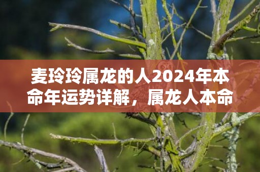 麦玲玲属龙的人2024年本命年运势详解，属龙人本命年运程及每月运势，麦玲玲属龙的人2024年本命年运势详解，属龙人本命年运程及每月运势