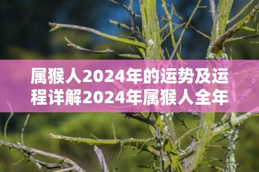 属猴人2024年的运势及运程详解2024年属猴人全年每月运势，属猴人2024年的运势及运程详解2024年属猴人全年每月运势