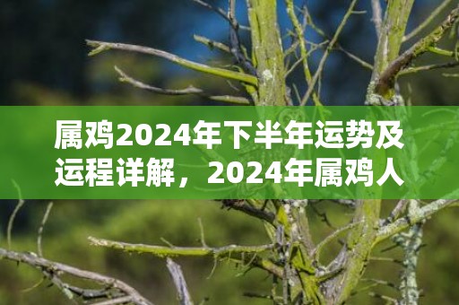 属鸡2024年下半年运势及运程详解，2024年属鸡人的全年每月运势，属鸡2024年下半年运势及运程详解，2024年属鸡人的全年每月运势