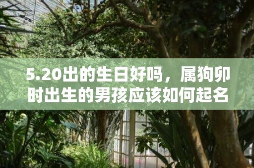 5.20出的生日好吗，属狗卯时出生的男孩应该如何起名，宜用什么字