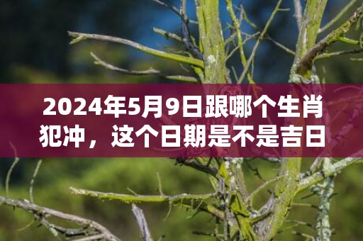 2024年5月9日跟哪个生肖犯冲，这个日期是不是吉日